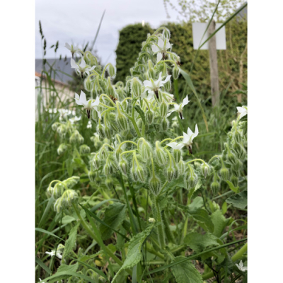 Graines Bio Bourrache blanche