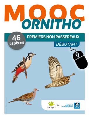 MOOC Ornitho - Premiers non passereaux