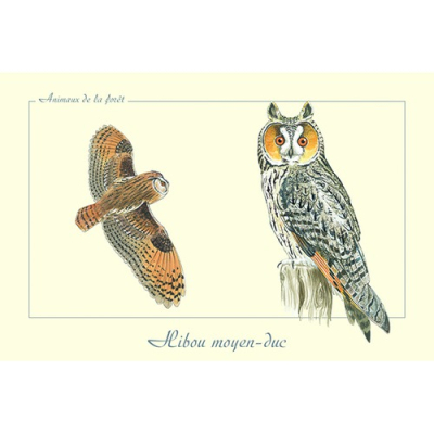 Carte Postale simple 10 X 15 cm Hibou moyen-duc