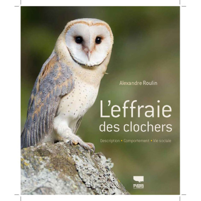 L'effraie des clochers