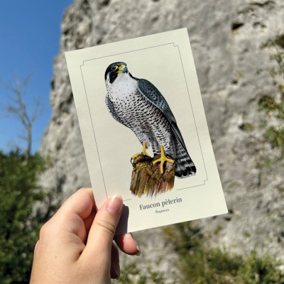Carte postale simple 10 x 15 cm - Faucon pèlerin