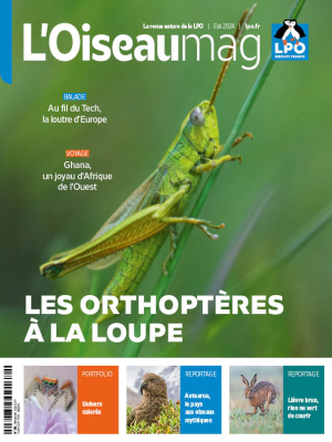 L'oiseau Magazine N°155 - Été 2024