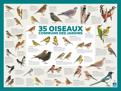 Poster LPO 35 oiseaux communs des jardins