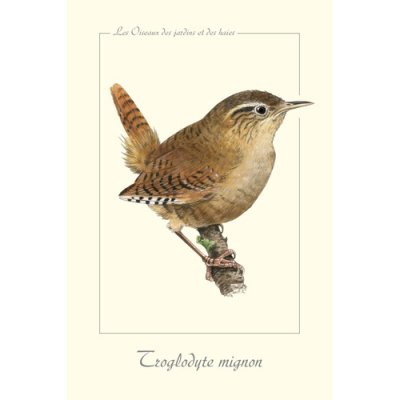 Carte Postale simple 10 x 15 cm Troglodyte mignon