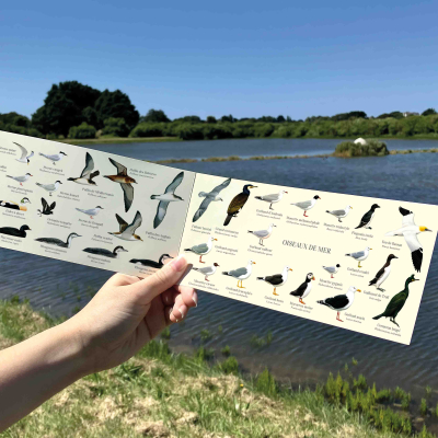 Carte Postale double 21 x 10 cm - Oiseaux de mer