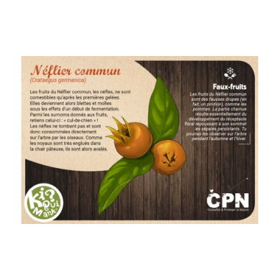 Kiquimank ? Fruits charnus de la haie