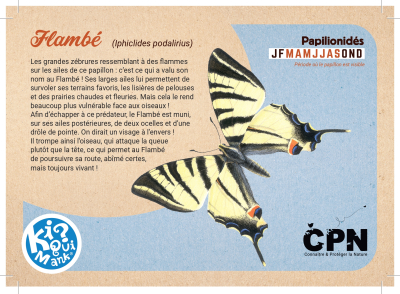 Kiquimank ? Papillons