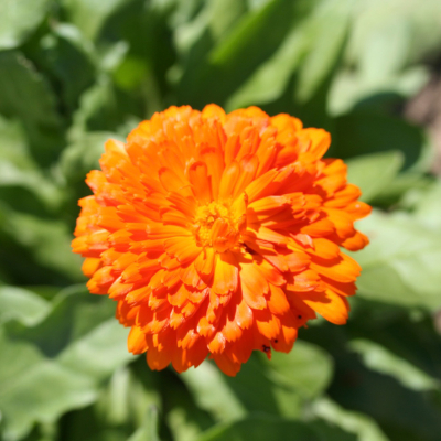 Graines Bio Souci officinal