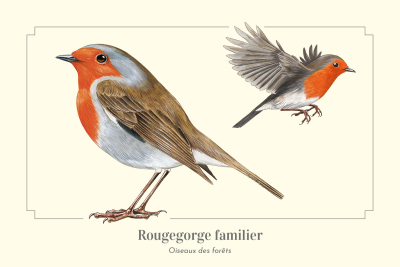 Carte Postale simple 10 X 15 cm Rougegorge