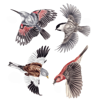 Anti-collisions électrostatiques Oiseaux des montagnes - Lot de 4