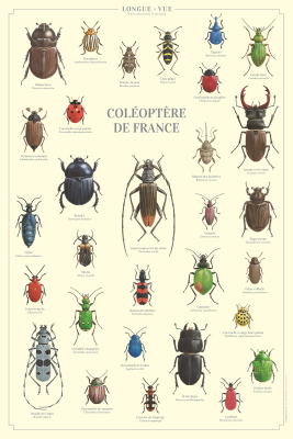 Affiche 40 x 60 cm - Coléoptères de France