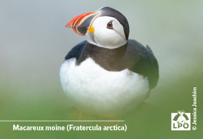 Magnet LPO - Macareux moine