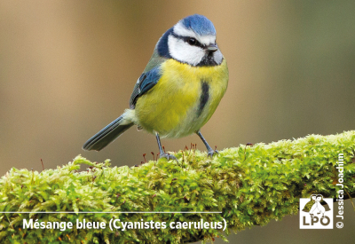 Magnet LPO - Mésange bleue