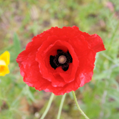 Graines Bio Coquelicot Rouge
