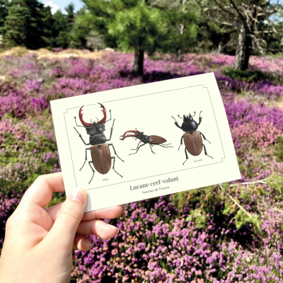 Carte postale naturaliste - Lucane cerf-volant
