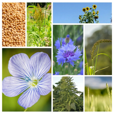 Graines de fleurs bio à semer pour Oiseaux des jardins