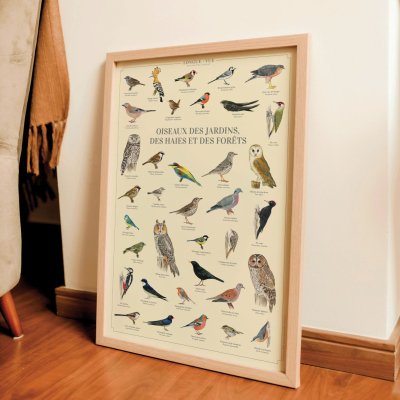 Affiche 40 x 60 cm - Oiseaux des jardins, des haies et des forêts