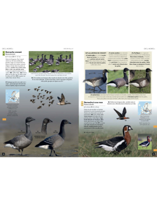 Guide des oiseaux d'Europe - Manuel d'identification photographique