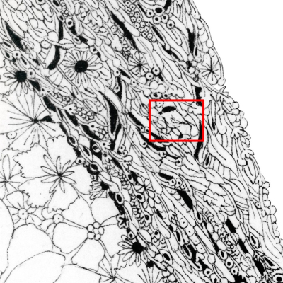 Affiche LPO 60 x 80 cm - Secrets de faune - Rougegorge familier