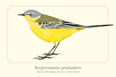 Carte postale naturaliste - Bergeronnette printanière