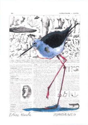 Carte postale collection d'art - Échasse blanche