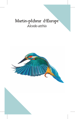 Reconnaître les Oiseaux de nos jardins