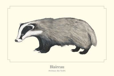 Carte Postale simple 10 X 15 cm Blaireau