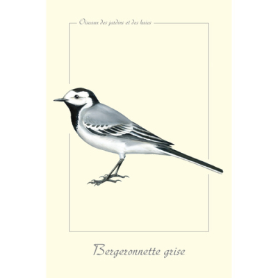 Carte Postale simple 10 x 15 cm Bergeronnette grise