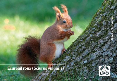 Magnet LPO - Écureuil