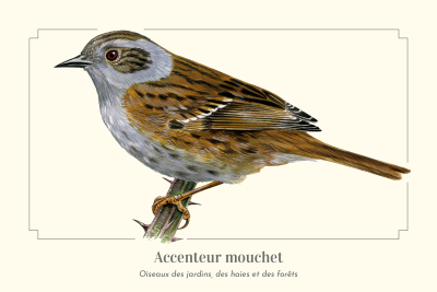 Carte postale naturaliste - Accenteur mouchet