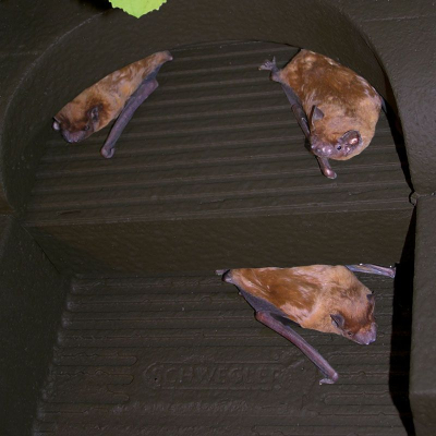 Gîte à chauve-souris Schwegler 1FFH