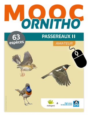 MOOC Ornitho - Passereaux 2