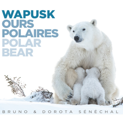 Wapusk, Ours Polaires