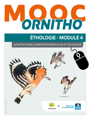 MOOC Ornitho Éthologie - Module 4 - Adaptations comportementales et écologie
