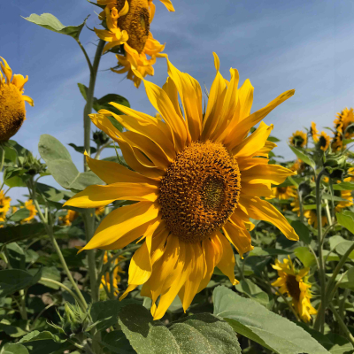 Graines Bio Tournesol