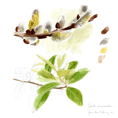 Prairies