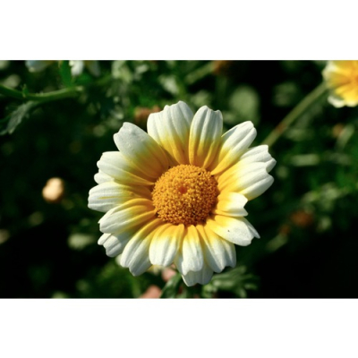 Graines Bio Chrysanthème comestible