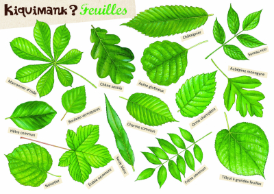 Kiquimank ? Feuilles