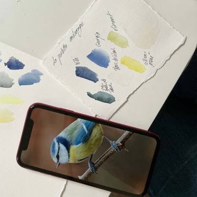 Boîte de 6 aquarelles - Mésange bleue