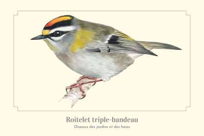Carte postale naturaliste - Roitelet triple bandeau