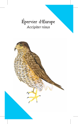 Reconnaître les Oiseaux de nos jardins