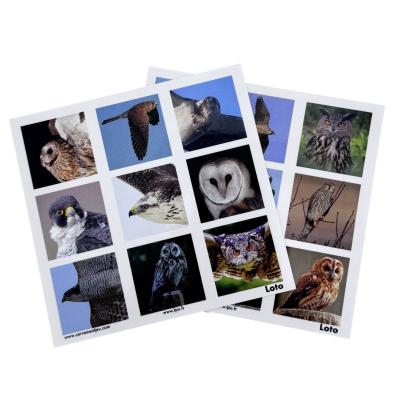 Memolo XL - 12 Rapaces