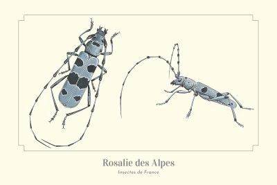 Carte postale naturaliste - Rosalie des Alpes