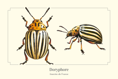 Carte postale naturaliste - Doryphore