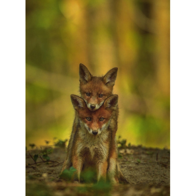 Les secrets de la photo d'animaux