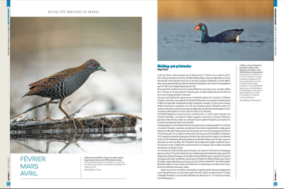 Ornithos n°171 - 2ème trim. 2025
