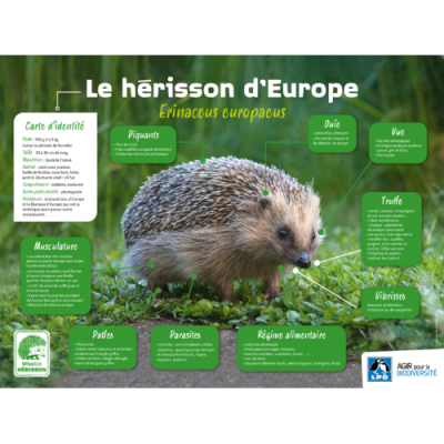 Poster Le Hérisson d'Europe