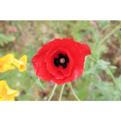 Graines Bio Coquelicot Rouge