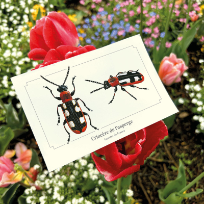 Carte postale naturaliste - Criocère de l'asperge