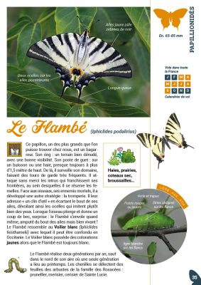 Les cahiers techniques - Papillons de jour, papillons toujours !